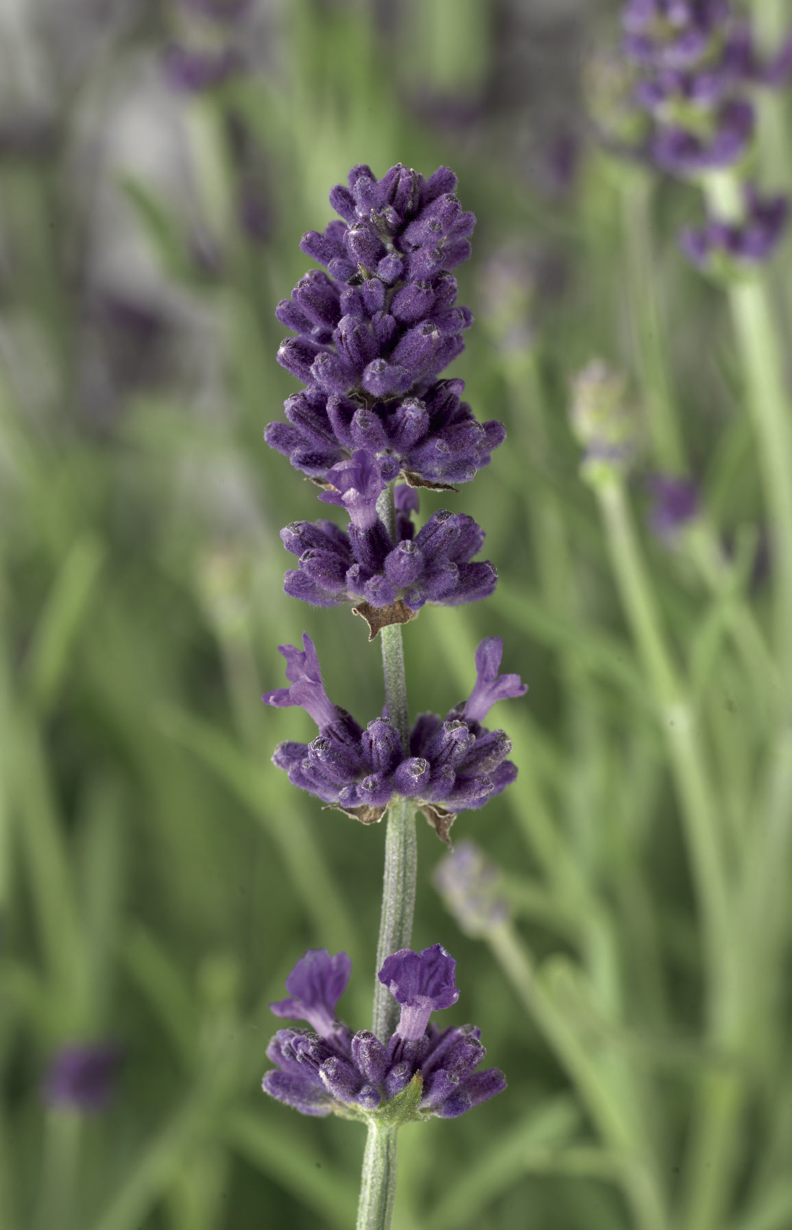 Lavender_ScentBlueEarly_SyngentaFlowers.jpg